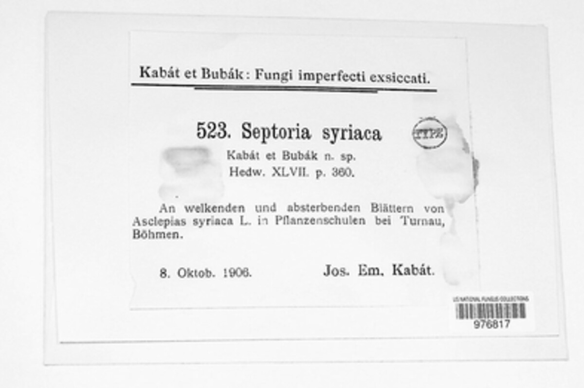 Septoria syriacae image